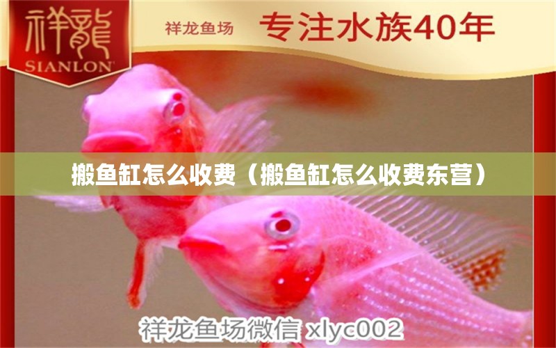 搬魚缸怎么收費（搬魚缸怎么收費東營）