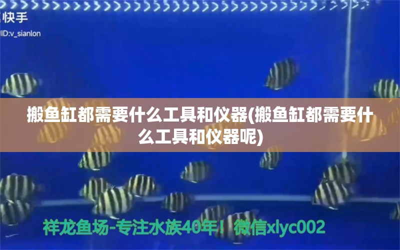 搬魚缸都需要什么工具和儀器(搬魚缸都需要什么工具和儀器呢) 細(xì)線銀版魚