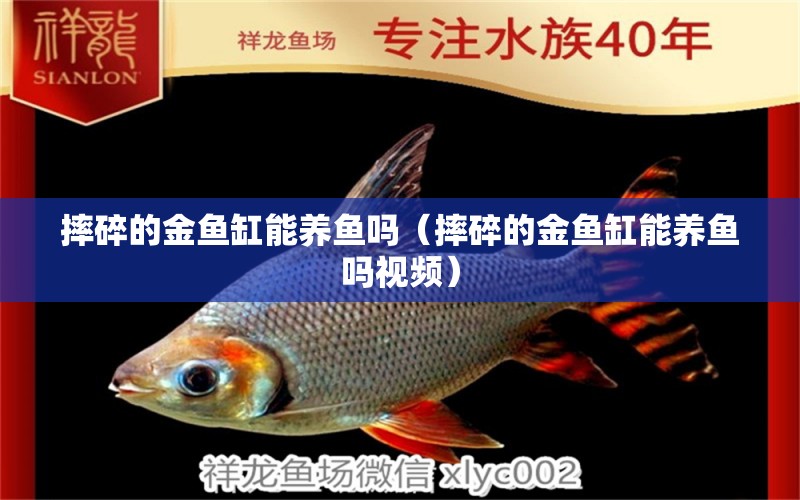 摔碎的金魚缸能養(yǎng)魚嗎（摔碎的金魚缸能養(yǎng)魚嗎視頻） 祥龍水族醫(yī)院