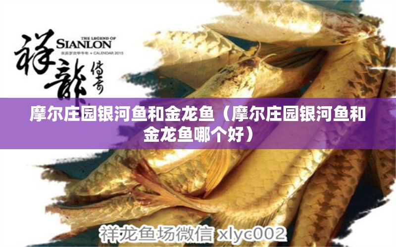 摩爾莊園銀河魚和金龍魚（摩爾莊園銀河魚和金龍魚哪個好）