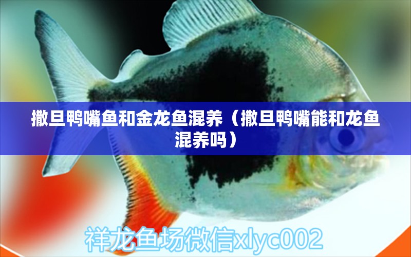 撒旦鴨嘴魚和金龍魚混養(yǎng)（撒旦鴨嘴能和龍魚混養(yǎng)嗎） 撒旦鴨嘴魚