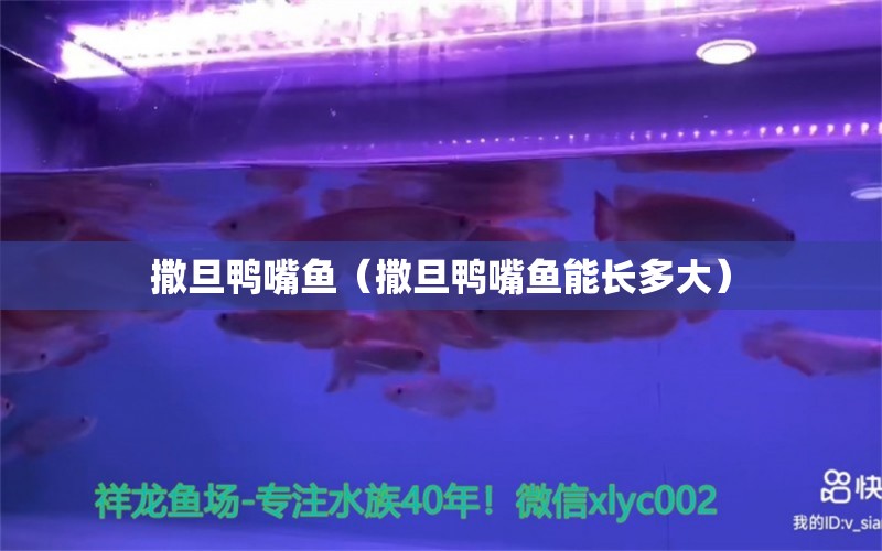 撒旦鴨嘴魚（撒旦鴨嘴魚能長(zhǎng)多大）