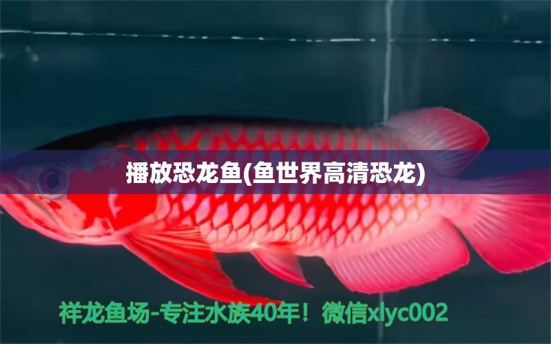 播放恐龍魚(魚世界高清恐龍) 孵化器