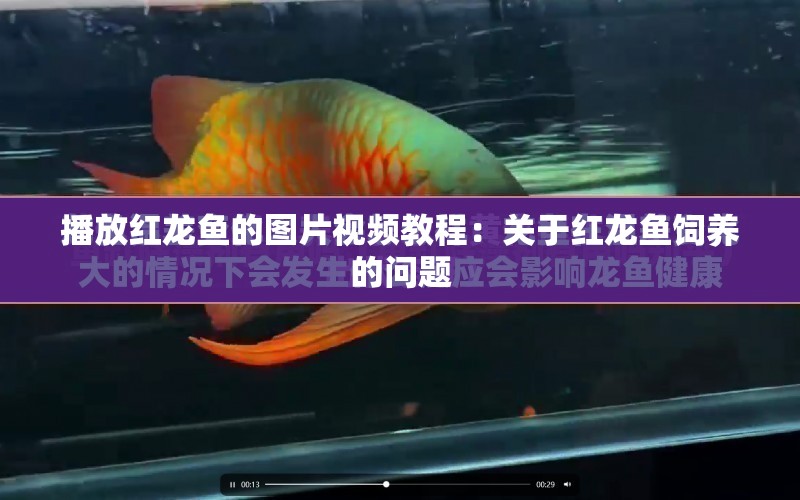 播放紅龍魚的圖片視頻教程：關(guān)于紅龍魚飼養(yǎng)的問題 水族問答