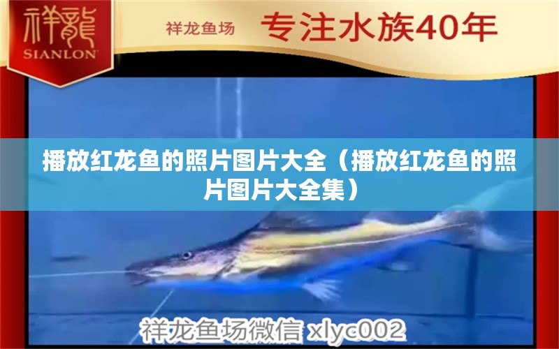 播放紅龍魚的照片圖片大全（播放紅龍魚的照片圖片大全集） 龍魚百科