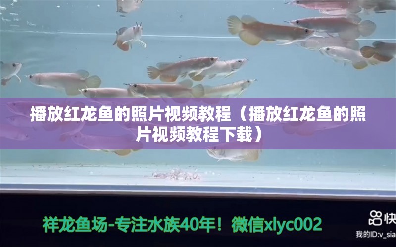 播放紅龍魚(yú)的照片視頻教程（播放紅龍魚(yú)的照片視頻教程下載）