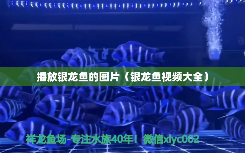 播放銀龍魚的圖片（銀龍魚視頻大全） 銀龍魚