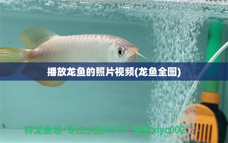 播放龍魚的照片視頻(龍魚全圖) 新加坡號(hào)半紅龍魚（練手級(jí)紅龍魚）