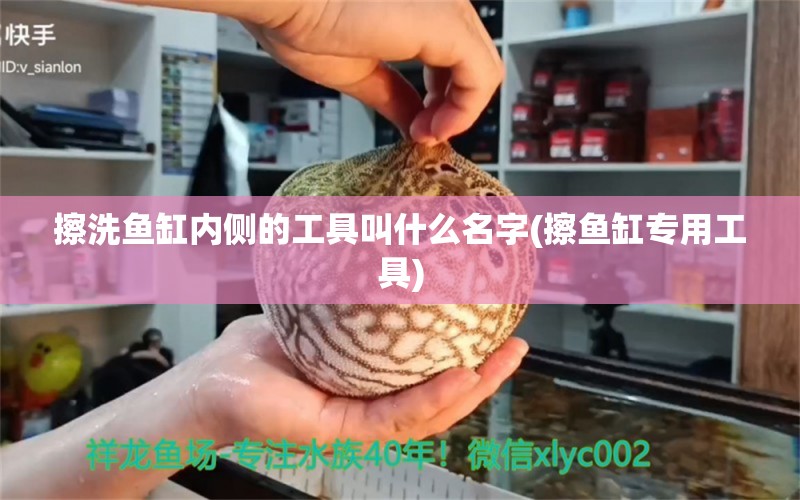 擦洗魚缸內(nèi)側(cè)的工具叫什么名字(擦魚缸專用工具) 黑影道人魚 第1張