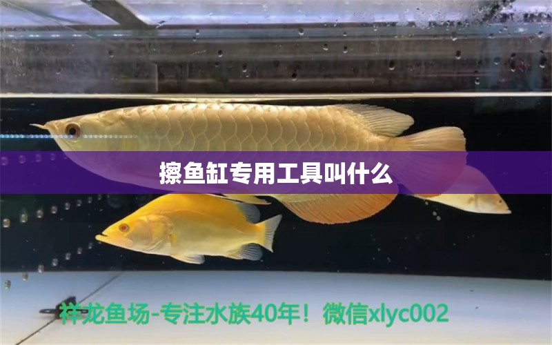 擦魚缸專用工具叫什么 魚缸百科 第2張