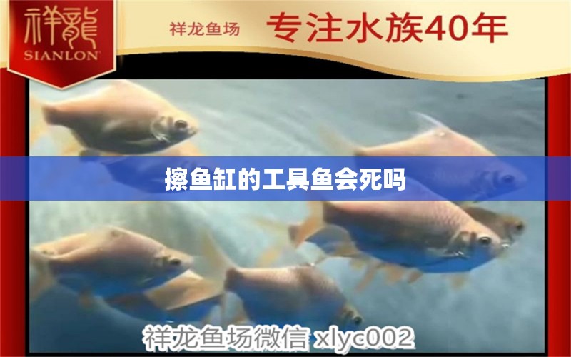 擦魚缸的工具魚會死嗎 觀賞魚