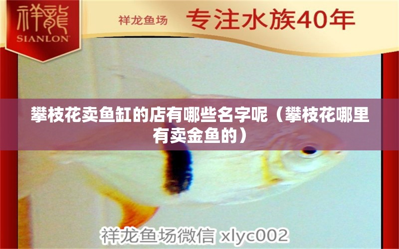 攀枝花賣魚(yú)缸的店有哪些名字呢（攀枝花哪里有賣金魚(yú)的）