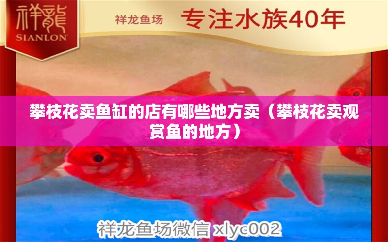 攀枝花賣魚缸的店有哪些地方賣（攀枝花賣觀賞魚的地方）