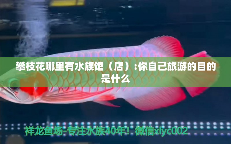 攀枝花哪里有水族館（店）:你自己旅游的目的是什么 觀賞魚水族批發(fā)市場