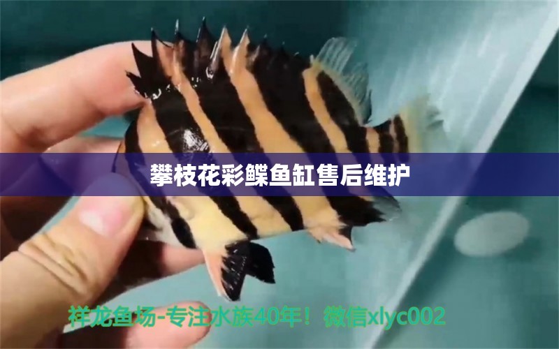 攀枝花彩鰈魚缸售后維護(hù) 彩鰈魚缸（彩蝶魚缸）