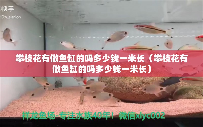 攀枝花有做魚缸的嗎多少錢一米長（攀枝花有做魚缸的嗎多少錢一米長）