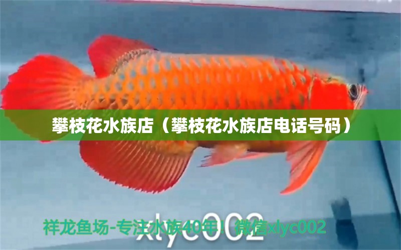 攀枝花水族店（攀枝花水族店電話號碼）