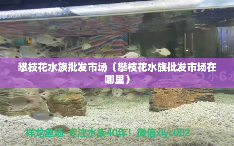 攀枝花水族批發(fā)市場（攀枝花水族批發(fā)市場在哪里）