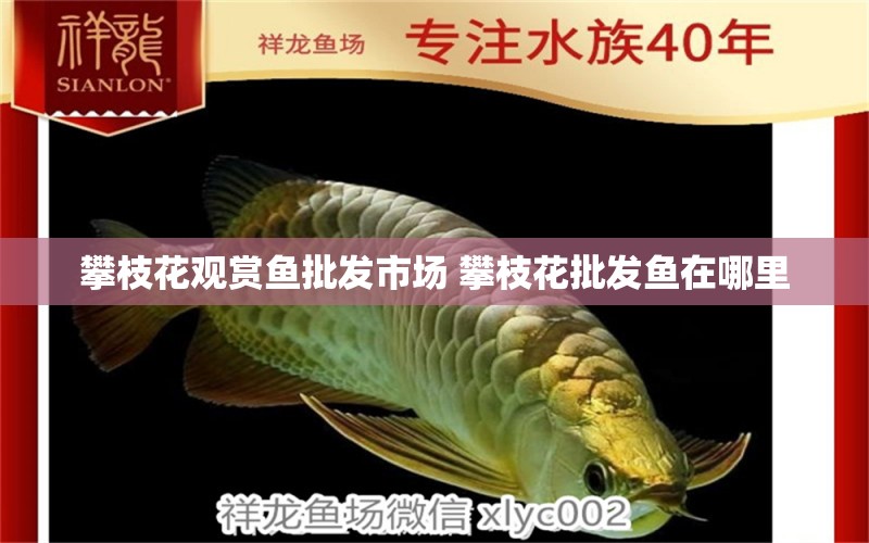 攀枝花觀賞魚批發(fā)市場 攀枝花批發(fā)魚在哪里