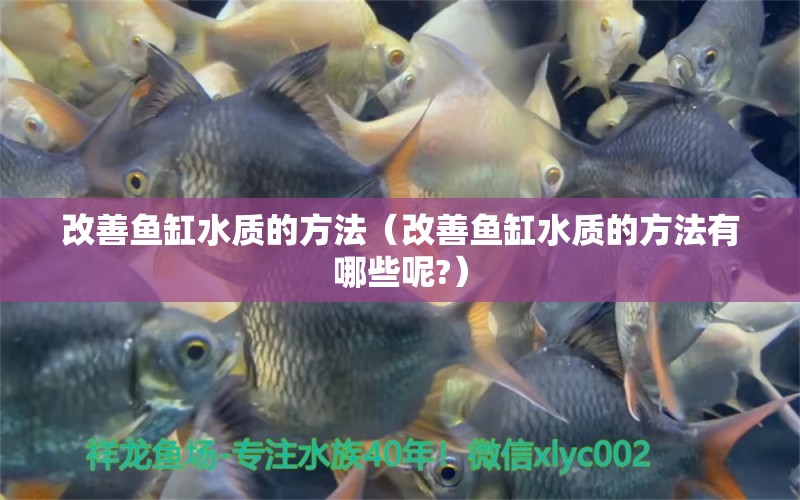 改善魚(yú)缸水質(zhì)的方法（改善魚(yú)缸水質(zhì)的方法有哪些呢?）