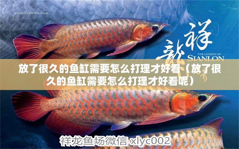 放了很久的魚缸需要怎么打理才好看（放了很久的魚缸需要怎么打理才好看呢）