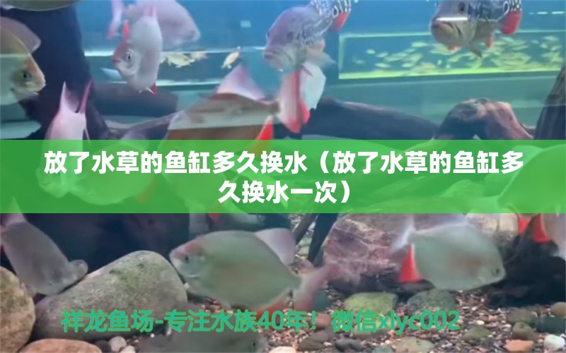 放了水草的魚缸多久換水（放了水草的魚缸多久換水一次） 水草