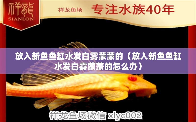 放入新魚魚缸水發(fā)白霧蒙蒙的（放入新魚魚缸水發(fā)白霧蒙蒙的怎么辦）