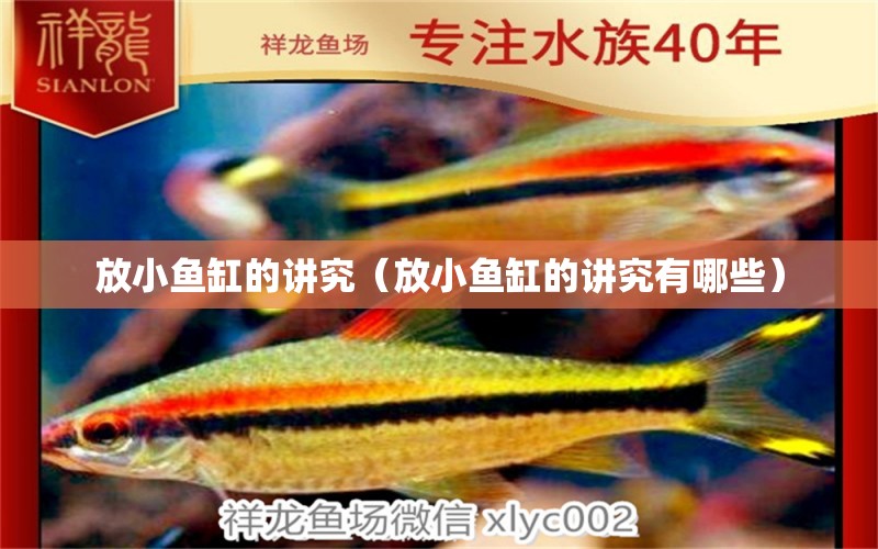 放小魚缸的講究（放小魚缸的講究有哪些）