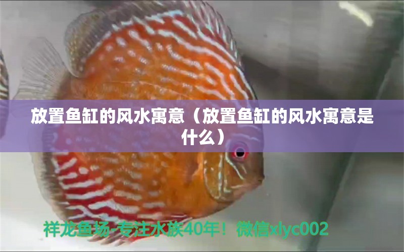 放置魚缸的風水寓意（放置魚缸的風水寓意是什么）