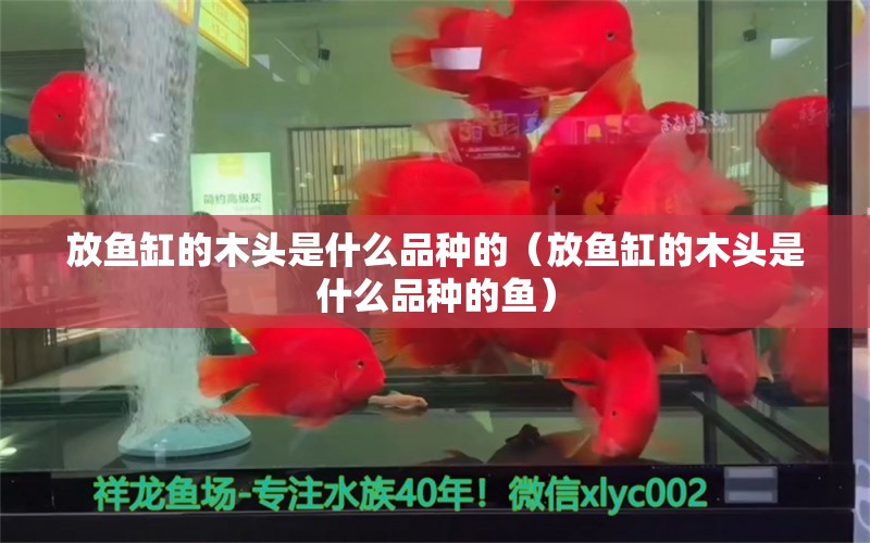 放魚缸的木頭是什么品種的（放魚缸的木頭是什么品種的魚） 祥龍水族醫(yī)院