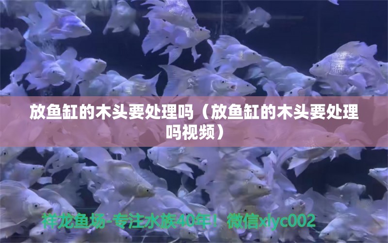 放魚缸的木頭要處理嗎（放魚缸的木頭要處理嗎視頻） 祥龍水族醫(yī)院