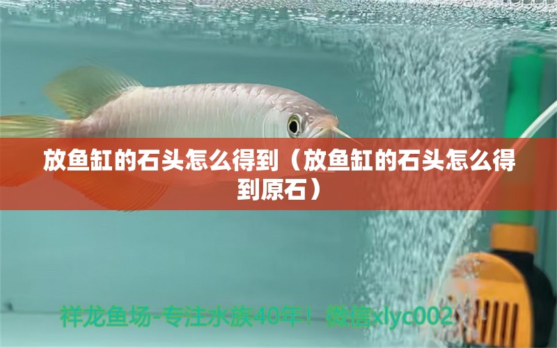 放魚缸的石頭怎么得到（放魚缸的石頭怎么得到原石） 其他品牌魚缸