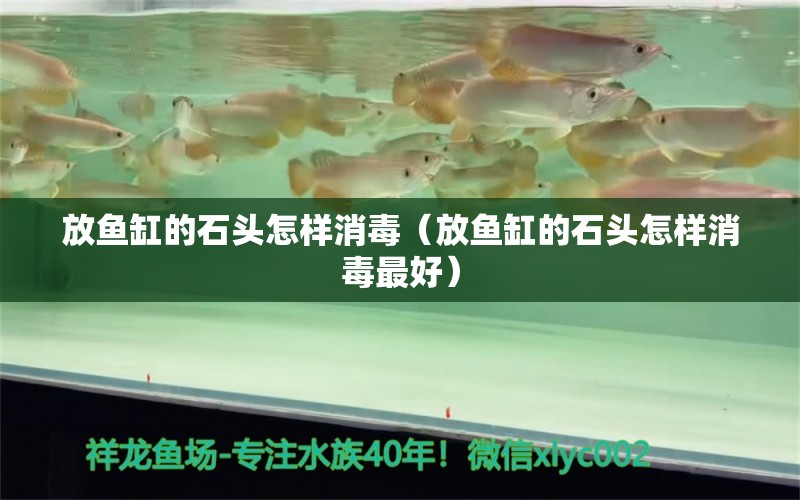 放魚(yú)缸的石頭怎樣消毒（放魚(yú)缸的石頭怎樣消毒最好）