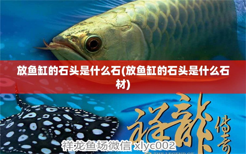 放魚缸的石頭是什么石(放魚缸的石頭是什么石材) 細(xì)線銀板魚苗