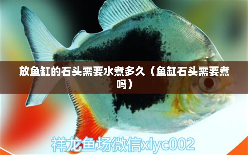 放魚(yú)缸的石頭需要水煮多久（魚(yú)缸石頭需要煮嗎）