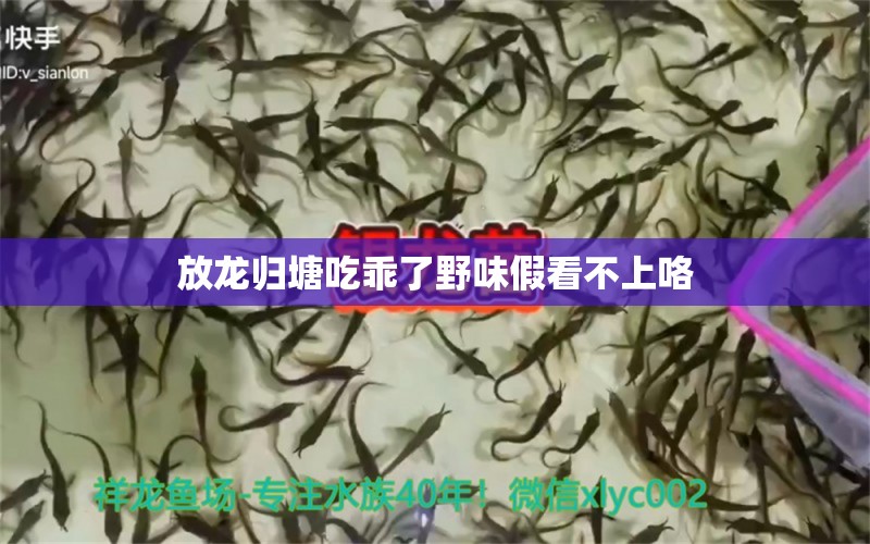 放龍歸塘吃乖了野味假看不上咯 魚缸水泵