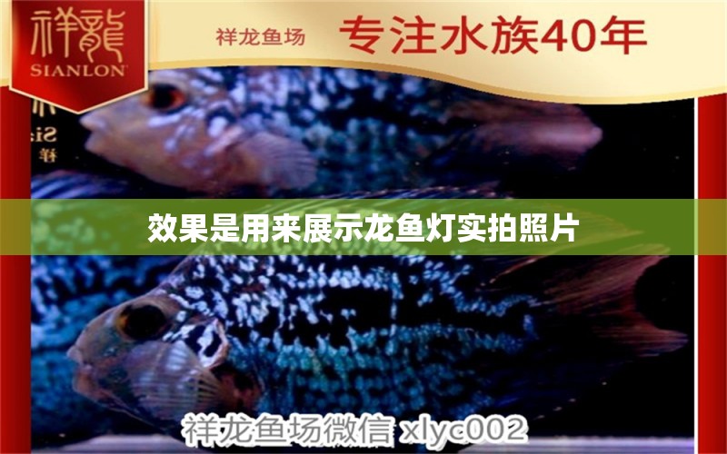 效果是用來(lái)展示龍魚(yú)燈實(shí)拍照片 皇冠黑白魟魚(yú)