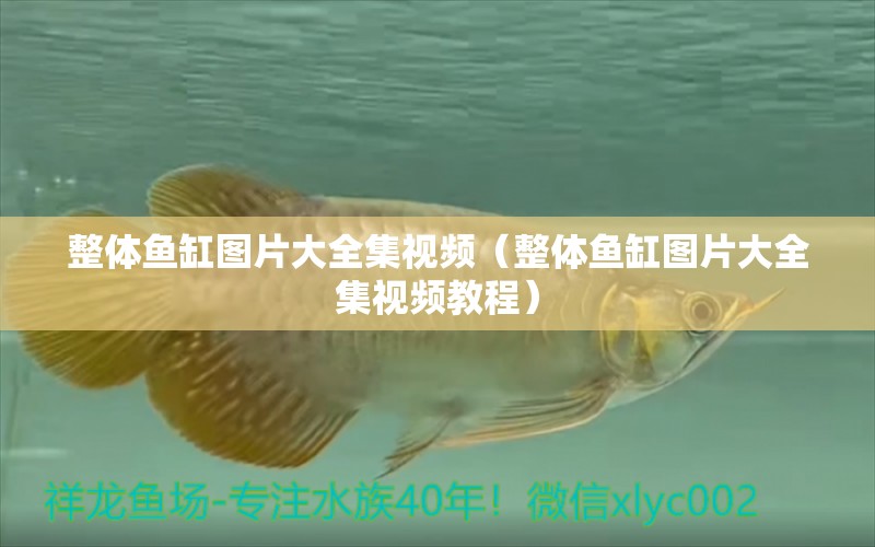 整體魚缸圖片大全集視頻（整體魚缸圖片大全集視頻教程）