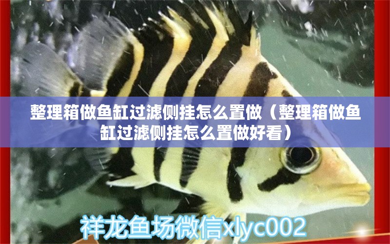 整理箱做魚(yú)缸過(guò)濾側(cè)掛怎么置做（整理箱做魚(yú)缸過(guò)濾側(cè)掛怎么置做好看） 其他品牌魚(yú)缸