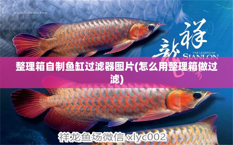 整理箱自制魚(yú)缸過(guò)濾器圖片(怎么用整理箱做過(guò)濾) 魚(yú)缸風(fēng)水 第1張