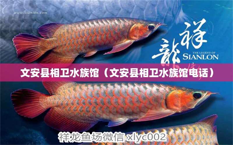 文安縣相衛(wèi)水族館（文安縣相衛(wèi)水族館電話） 全國水族館企業(yè)名錄