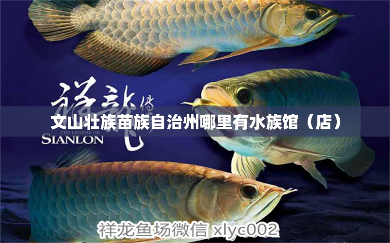 文山壯族苗族自治州哪里有水族館（店） 觀賞魚水族批發(fā)市場