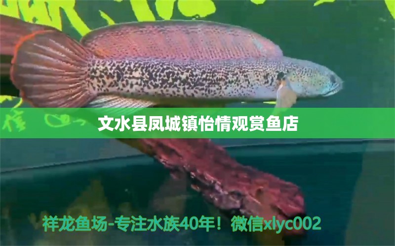 文水縣鳳城鎮(zhèn)怡情觀賞魚店 全國水族館企業(yè)名錄