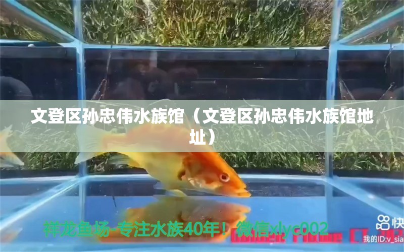 文登區(qū)孫忠偉水族館（文登區(qū)孫忠偉水族館地址）