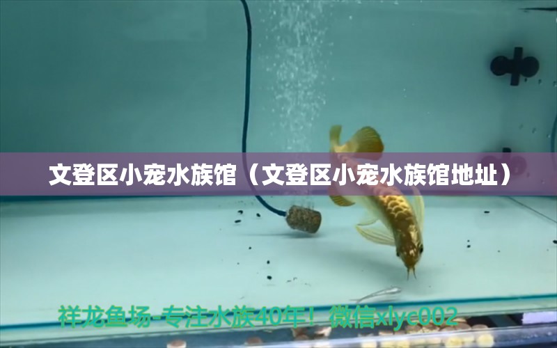 文登區(qū)小寵水族館（文登區(qū)小寵水族館地址） 全國水族館企業(yè)名錄