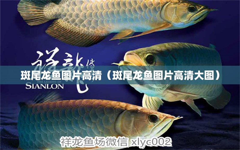 斑尾龍魚圖片高清（斑尾龍魚圖片高清大圖） 銀河星鉆魚