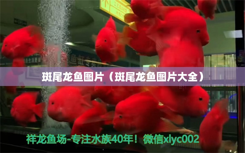 斑尾龍魚圖片（斑尾龍魚圖片大全）