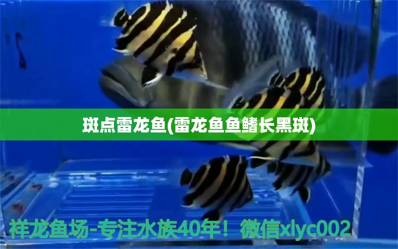 斑點雷龍魚(雷龍魚魚鰭長黑斑) 刀魚魚