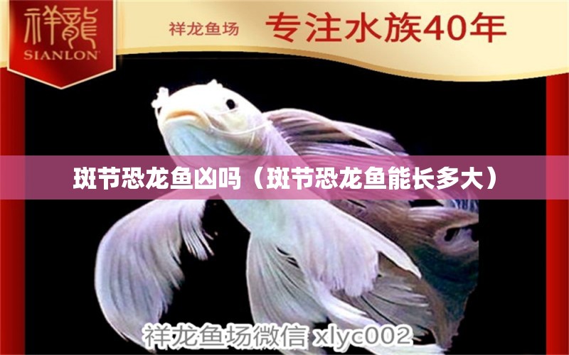 斑節(jié)恐龍魚兇嗎（斑節(jié)恐龍魚能長多大） 祥龍水族醫(yī)院