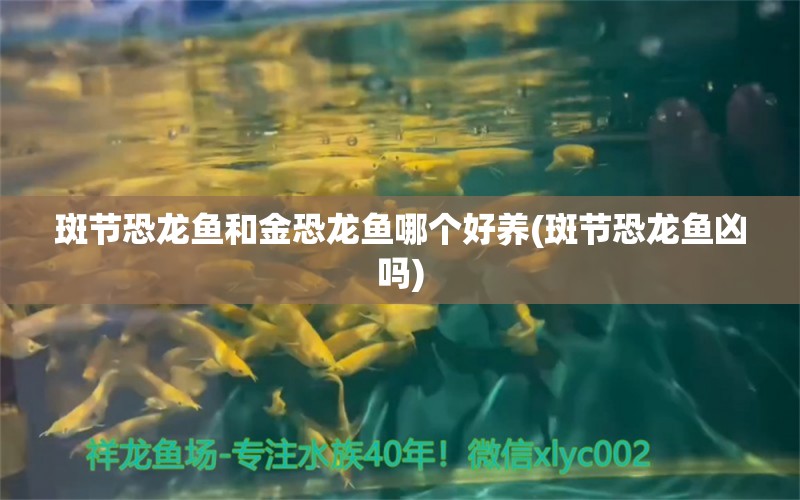 斑節(jié)恐龍魚和金恐龍魚哪個好養(yǎng)(斑節(jié)恐龍魚兇嗎) 紅頭利魚